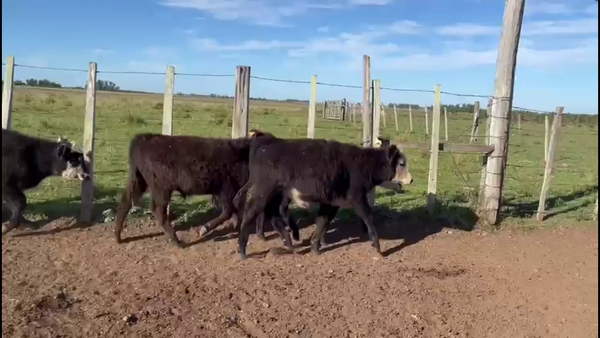 Lote TERNEROS Y TERNERAS