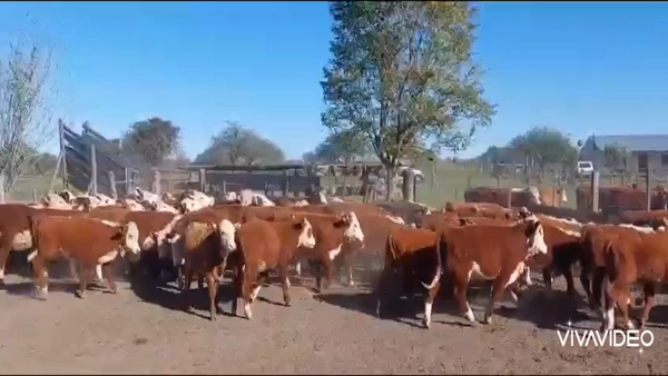 Lote 79 Terneros/as en Curuzú-Cuatiá, Corrientes