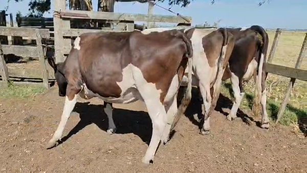 Lote 3 Vacas de Invernada 500kg - , San José