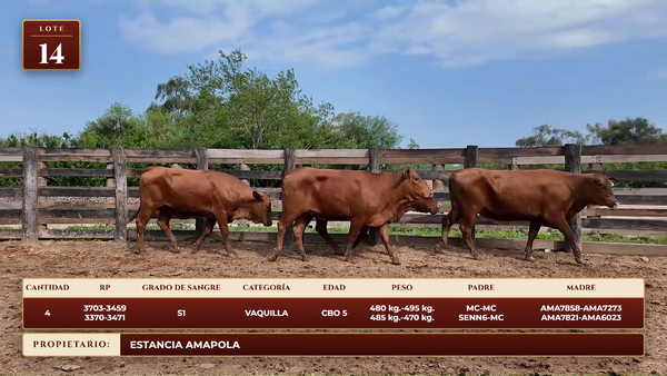 Lote LOTE 14