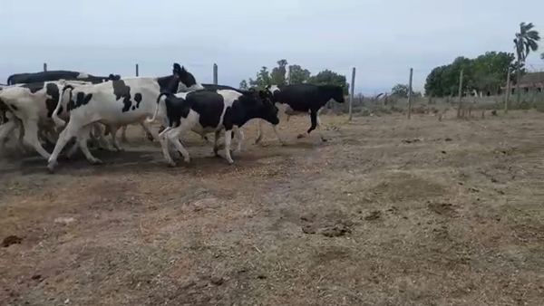 Lote 44 Terneros