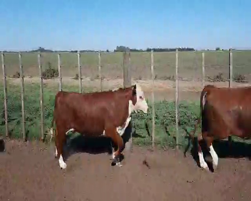 Lote 18 Vaquillonas, Córdoba