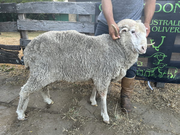 Lote Borrego 2D (MO: Si)
