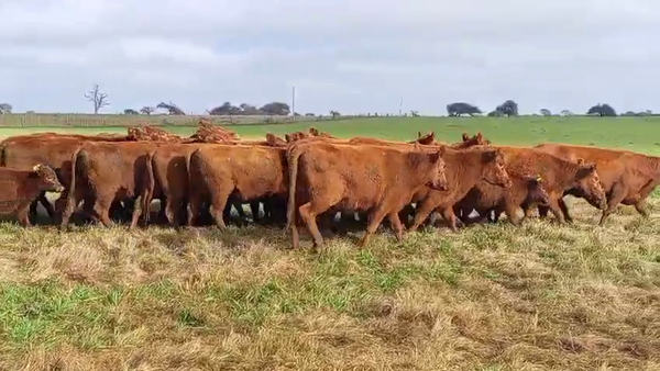 Lote 46 Vaquillonas C/ cria en Corrientes, Curuzú-Cuatiá