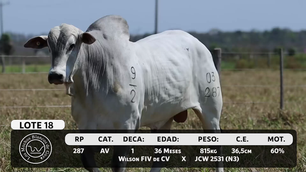 Lote LOTE 18