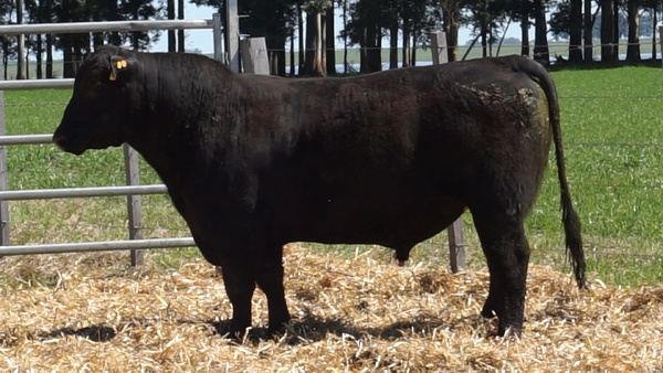 Lote 3 Toros, Salto