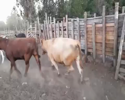 Lote 45 Novillo Gordo en Maule, VII  Región Maule