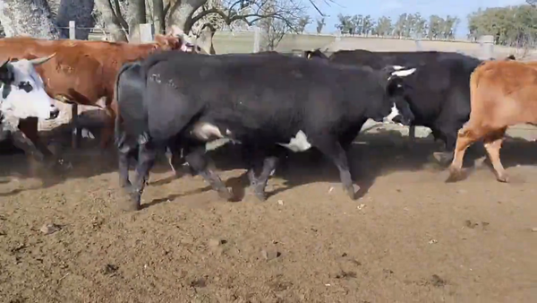 Lote Vacas Preñadas