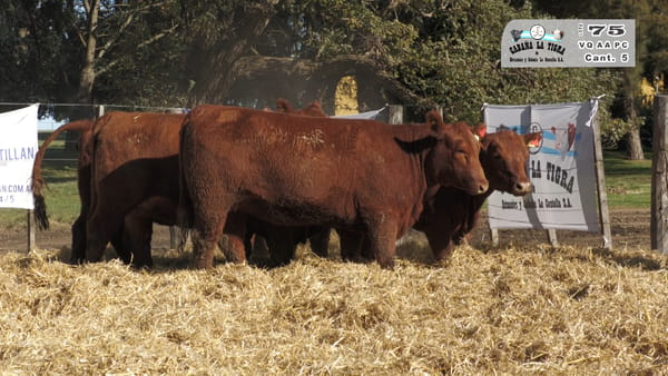 Lote VAQUILLONAS PC PARICION OTOÑO