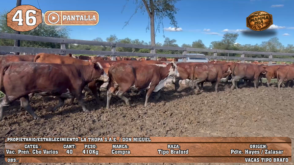 Lote LOTE 46 - POR PANTALLA