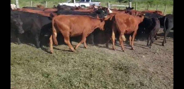 Lote 43 Vaquillonas en Villaguay, Entre Ríos