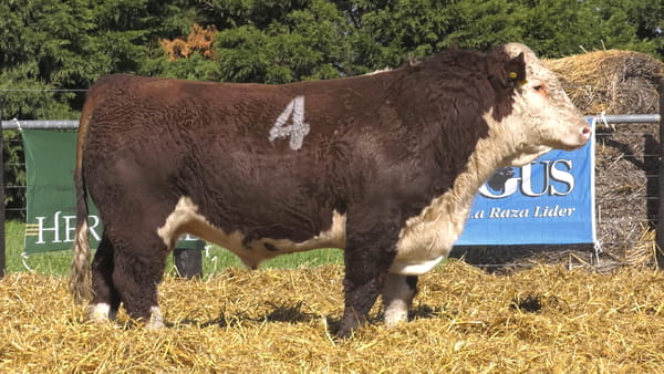 Lote TOROS P. HEREFORD PURO REGISTRADO