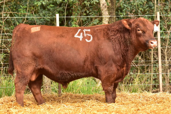 Lote TOROS ANGUS PC