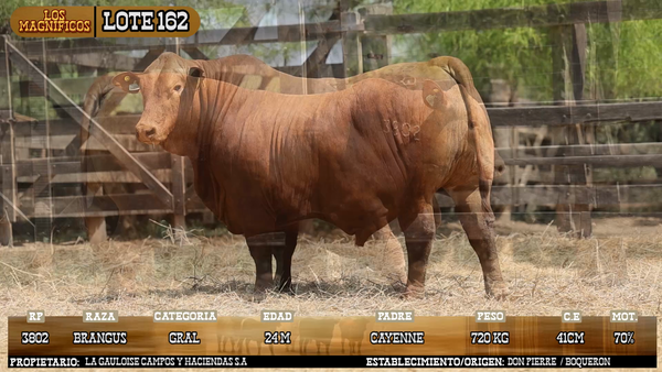 Lote LOTE 162 - VIVO
