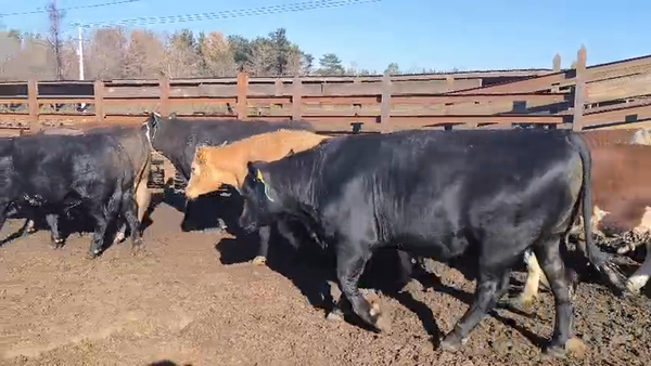 Lote 20 Novillo Gordo en Los Ángeles, VIII Región Biobío