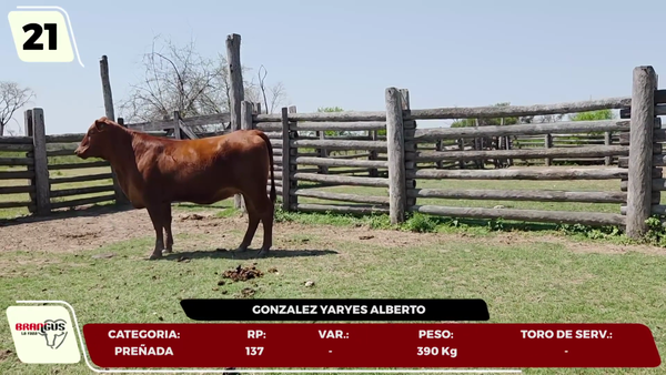 Lote LOTE 21- EN VIVO