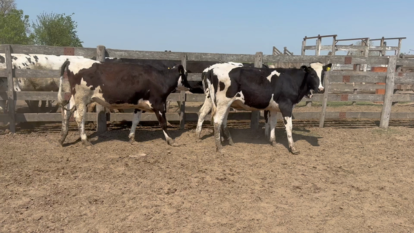 Lote 24 Vaquillonas Holando p/entorar en Tacural, Santa Fe