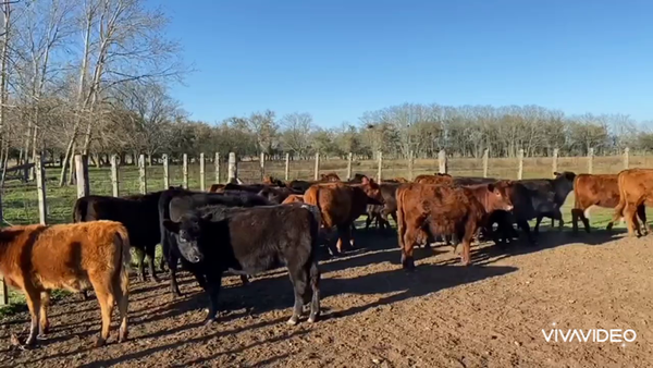 Lote 26 Terneras en Brandsen, Buenos Aires