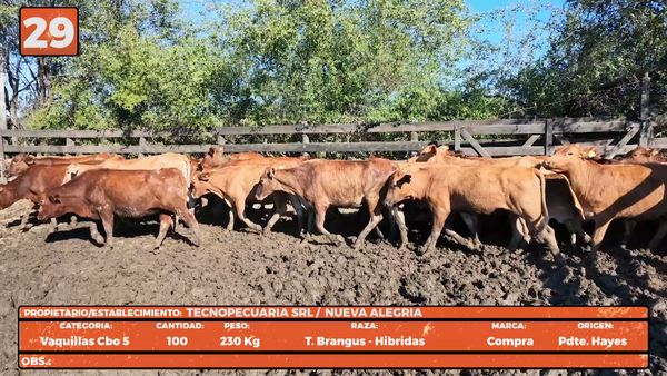 Lote LOTE 29
