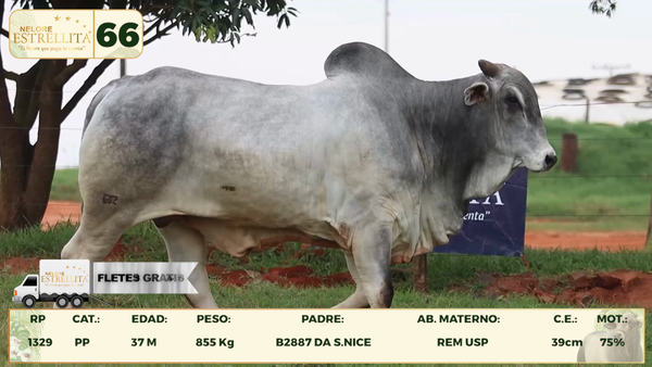 Lote LOTE 66