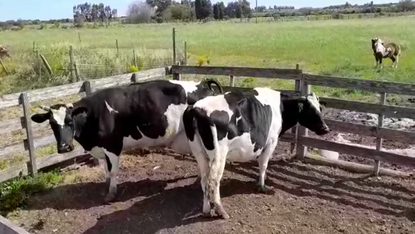 Lote (Vendido)2 Industria 550kg - , San José