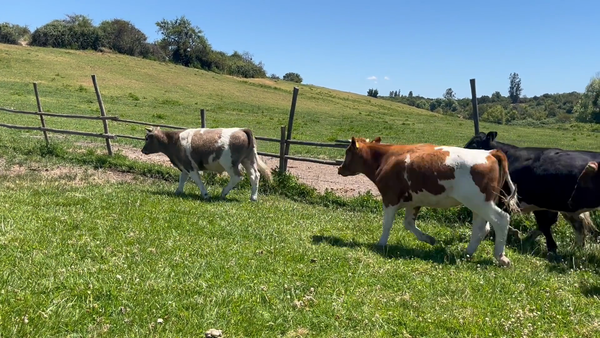 Lote 36 Novillo Engorda en San Pedro, Región Metropolitana