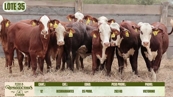 Lote LOTE 35