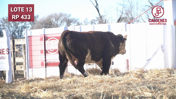 Lote Toro PR