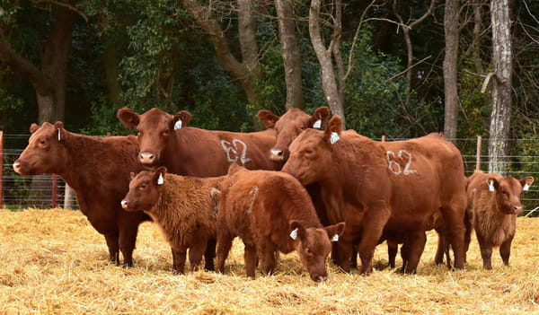 Lote VACAS ANGUS PARIDAS