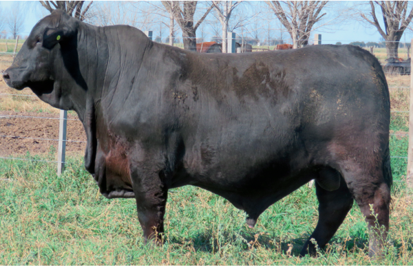 Lote Toros  Brangus -  Don Pedro