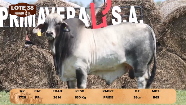 Lote LOTE 38