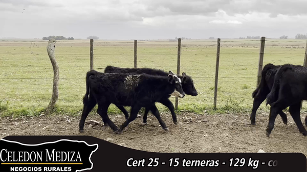 Lote 15 Terneras en Colonia