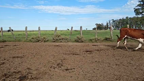 Lote 38 Vaquillonas C/ gtia de preñez