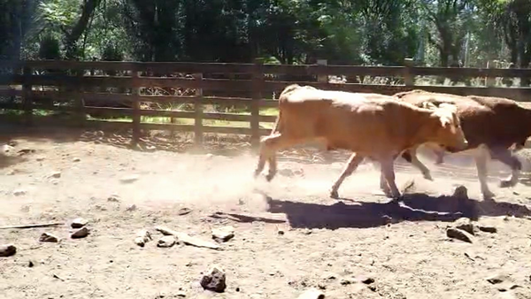 Lote 45 novillos en  Rivera