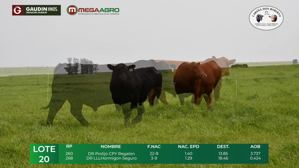 Lote LOTE  20      ANGUS     2 años