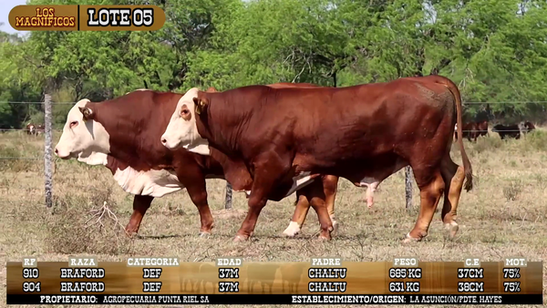 Lote LOTE 5