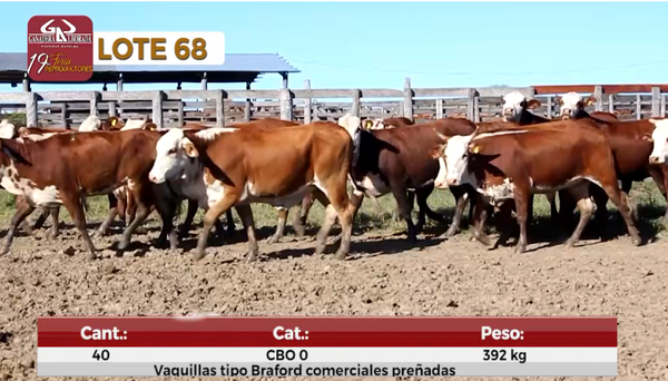 Lote Reproductores de Alborada - Lote 68