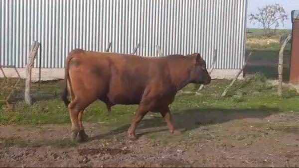 Lote (Vendido)Toros 650kg -  en COLONIA ARRUE