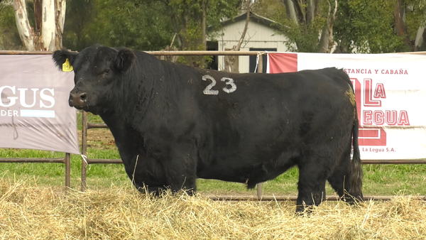 Lote TOROS ANGUS NEGROS  PC