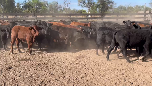 Lote 100 Terneros/as en Juan José Castelli, Chaco