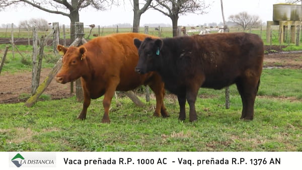 Lote Vaca Preñada