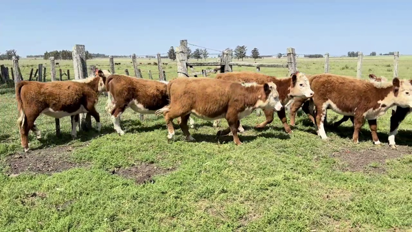 Lote TERNERAS