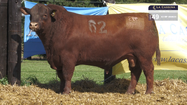 62 40462C — TOROS ANGUS PURO CONTROLADO