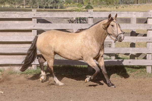 Lote FEDERAL BIEN CAPRICHOSA