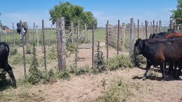 Lote 13 Terneros/as en Brandsen, Buenos Aires