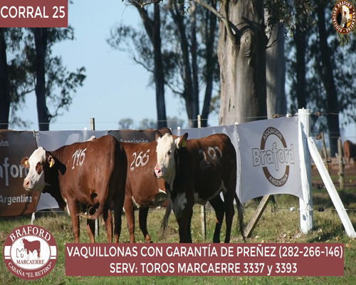Lote Vaquillona Braford Cabaña El Retiro