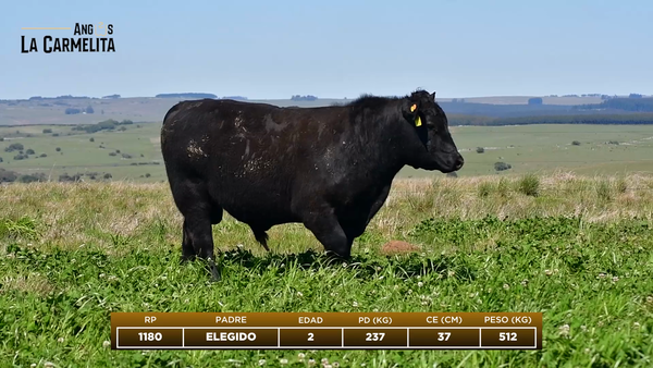 Lote RP 1180 - Angus La Carmelita