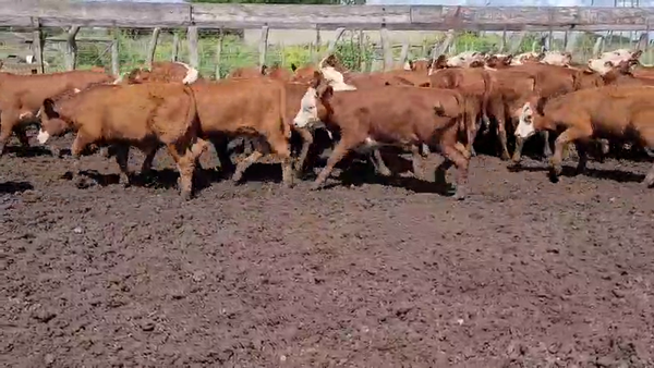 Lote 60 Terneros/as en Entre Ríos, Villaguay