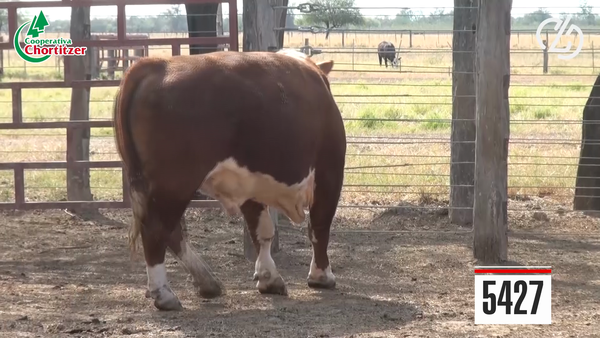 Lote Hereford