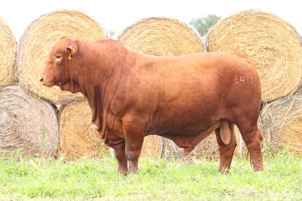 Lote LOTE 23